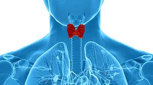 Thyroid