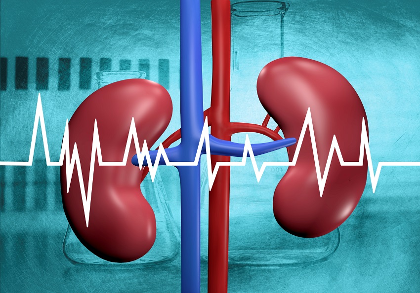 Kidney Function Test